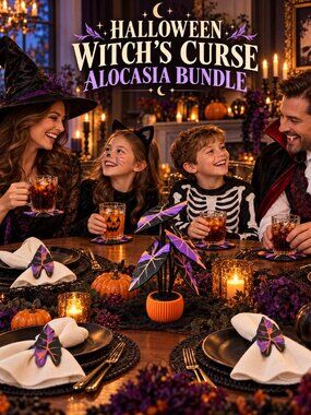 Halloween Witch’s Curse Alocasia Bundle
